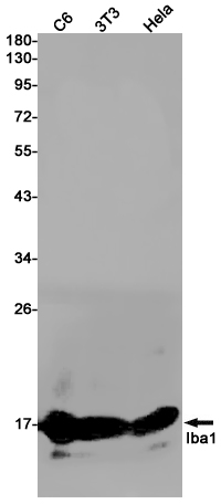 Rabbit monoclonal antibody