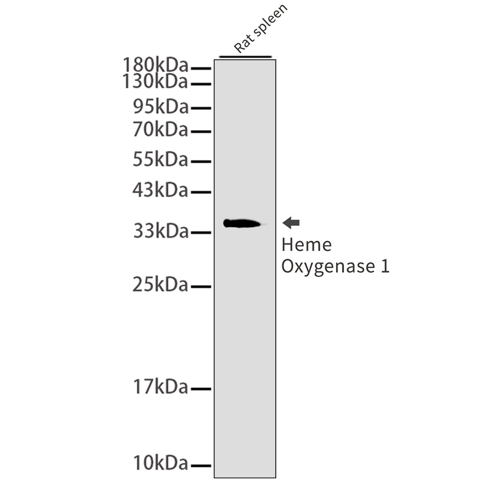 Rabbit monoclonal antibody