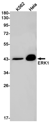 Rabbit monoclonal antibody