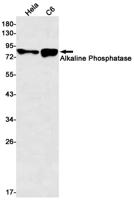 Rabbit monoclonal antibody