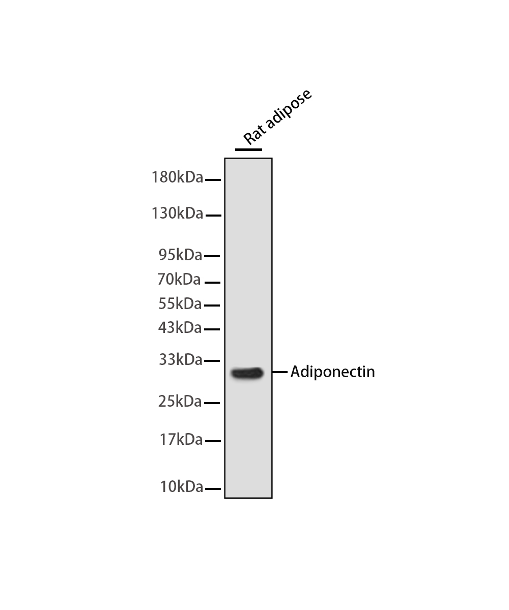 Rabbit monoclonal antibody