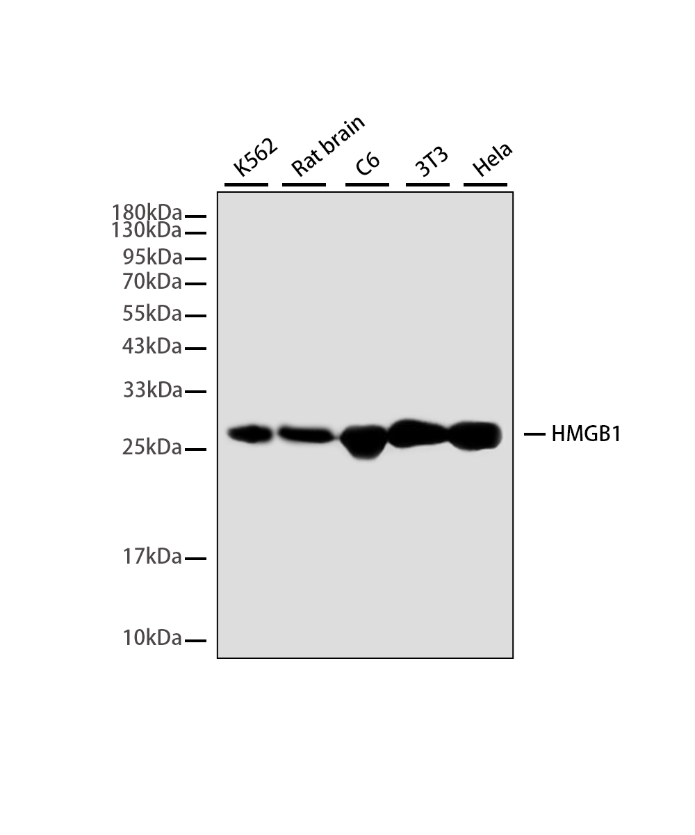 Rabbit monoclonal antibody