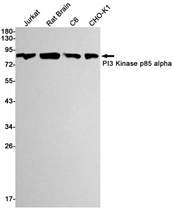 Rabbit monoclonal antibody