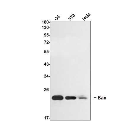 Rabbit monoclonal antibody