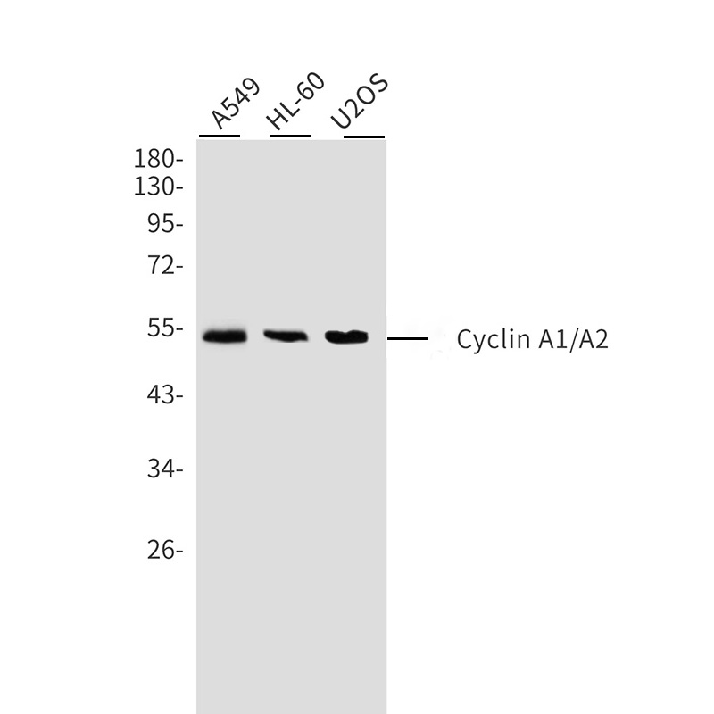 Rabbit monoclonal antibody