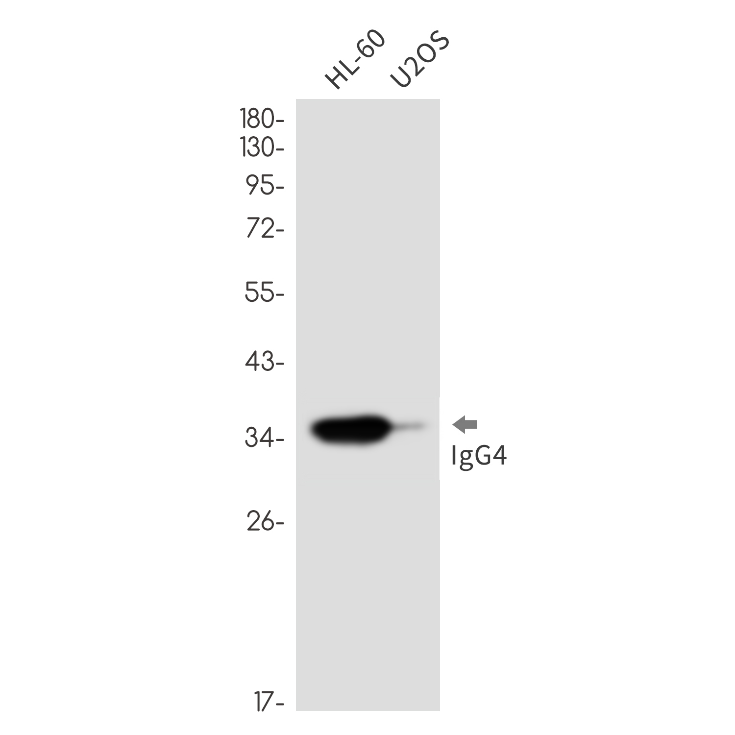 Rabbit monoclonal antibody