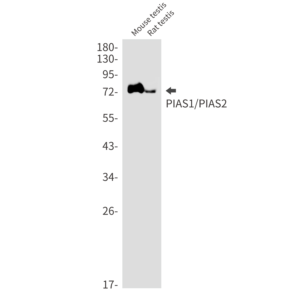 Rabbit monoclonal antibody