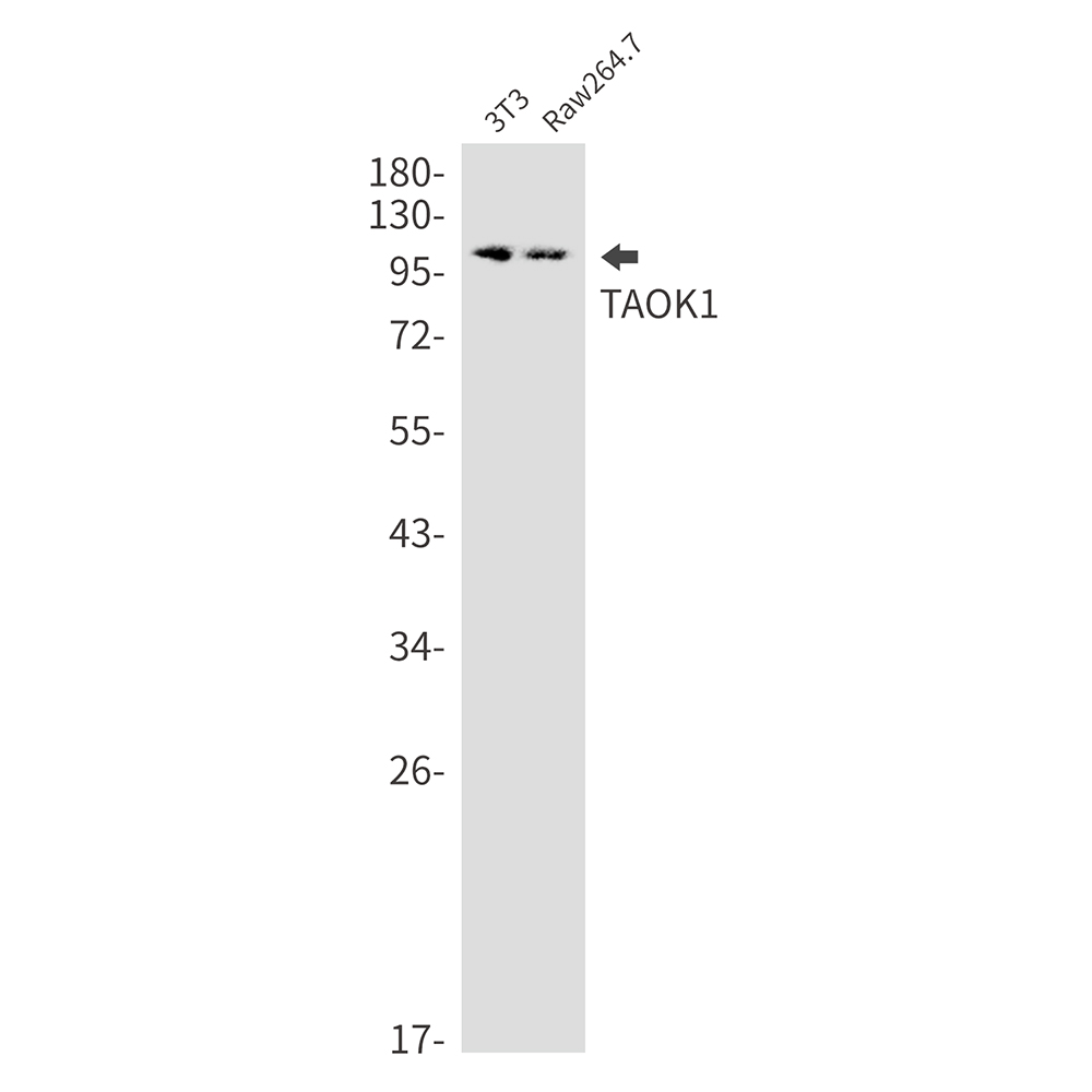 Rabbit monoclonal antibody