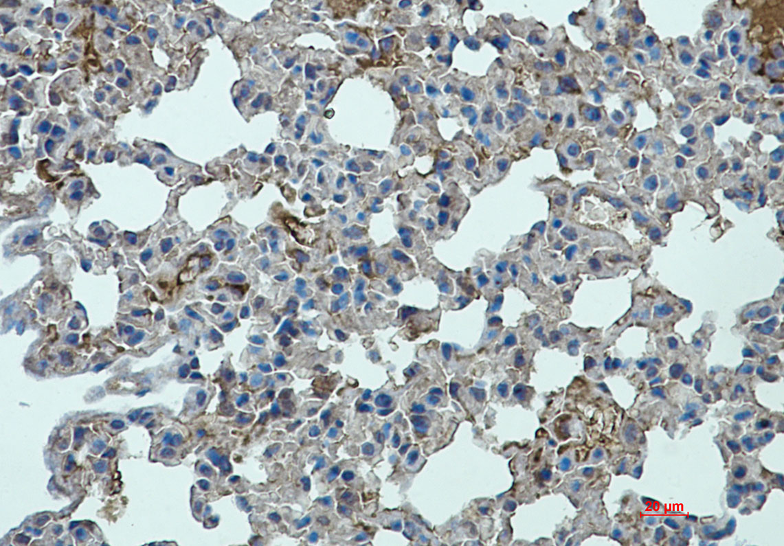 Rabbit monoclonal antibody