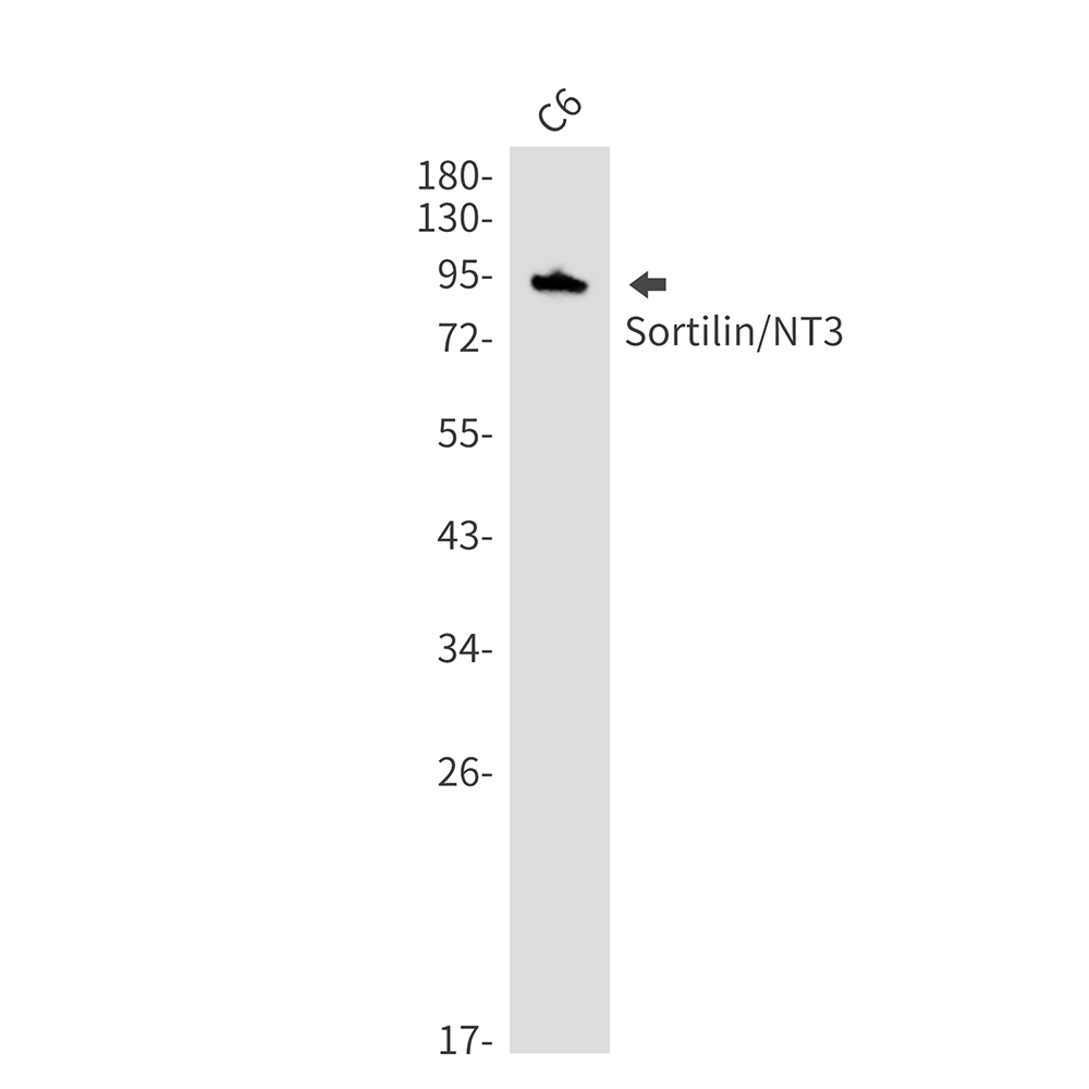 Rabbit monoclonal antibody