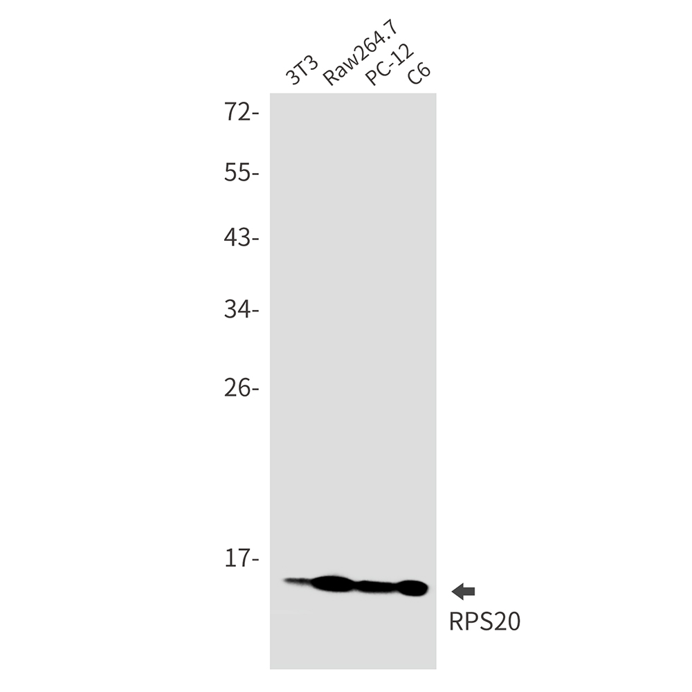 Rabbit monoclonal antibody