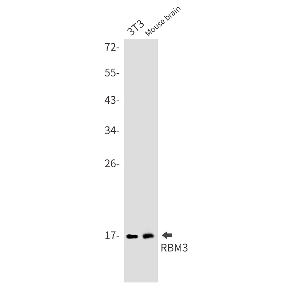 Rabbit monoclonal antibody