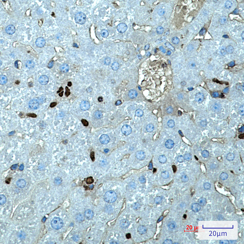 Rabbit monoclonal antibody