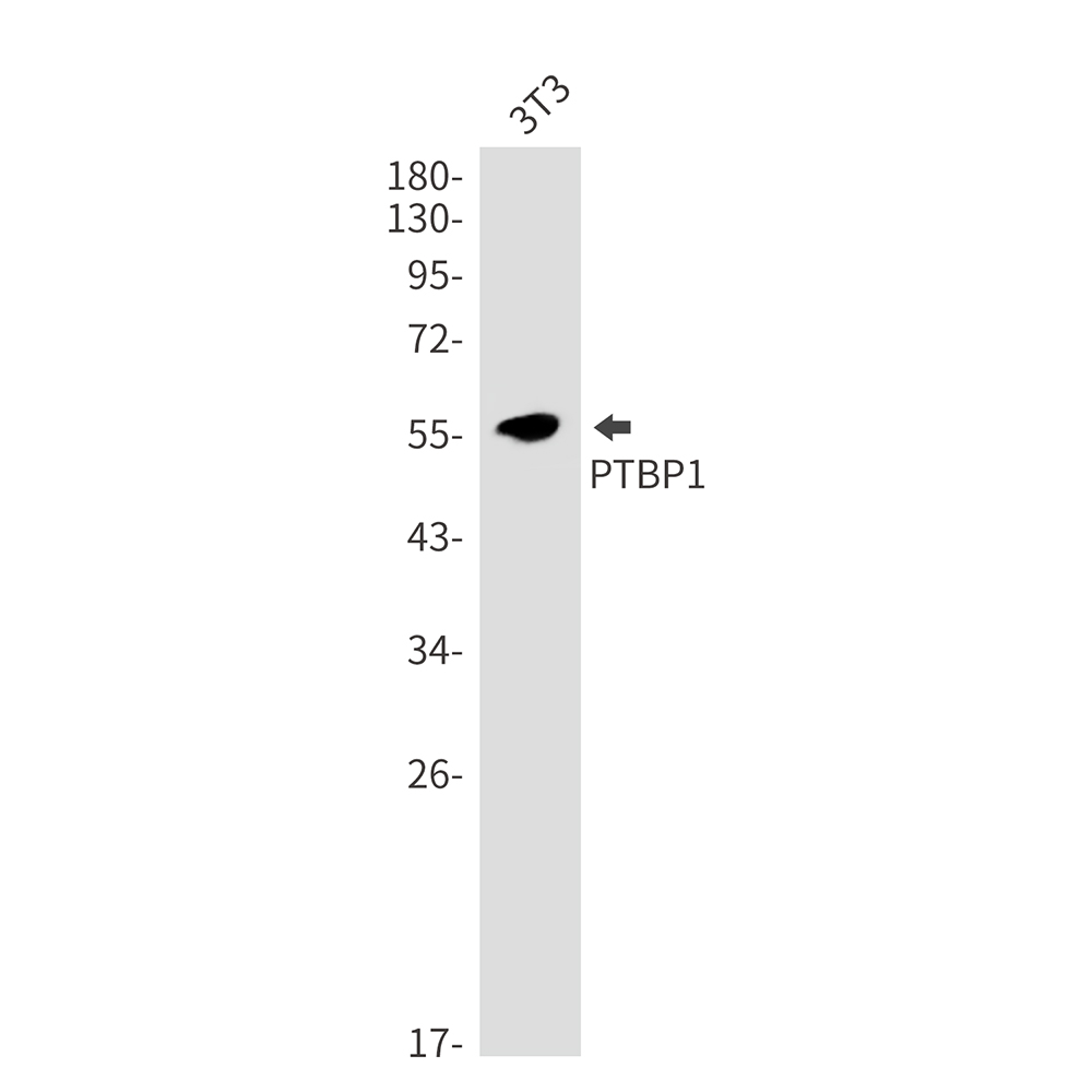 Rabbit monoclonal antibody
