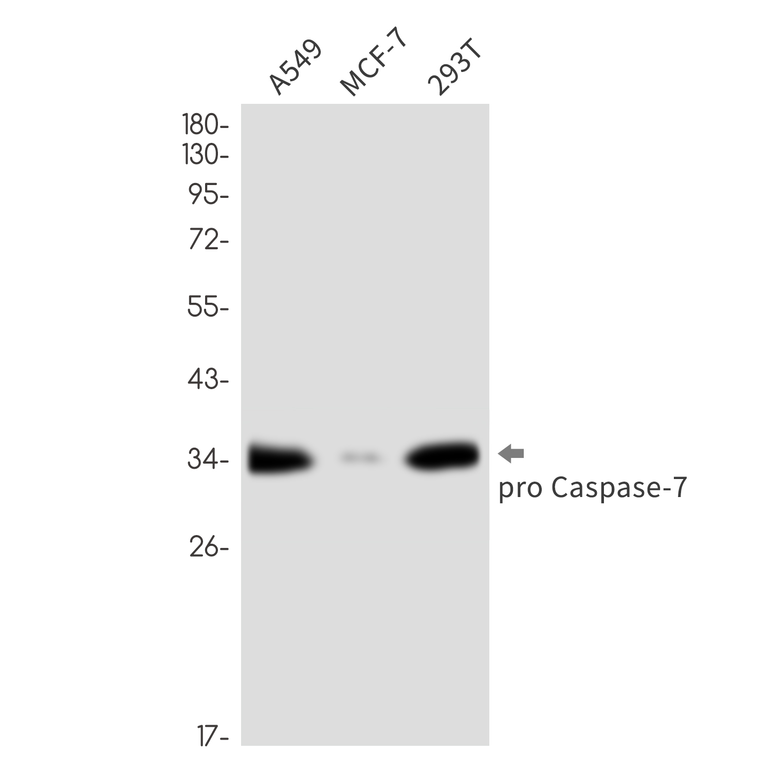 Rabbit monoclonal antibody
