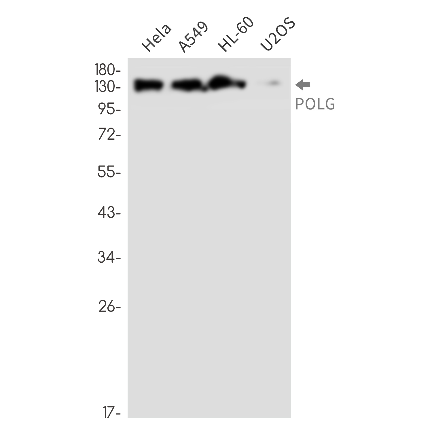 Rabbit monoclonal antibody