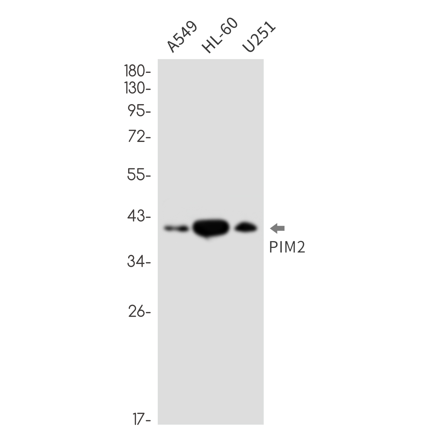 Rabbit monoclonal antibody