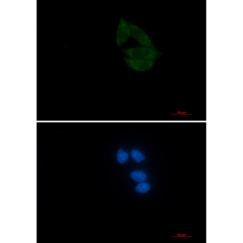 Rabbit monoclonal antibody