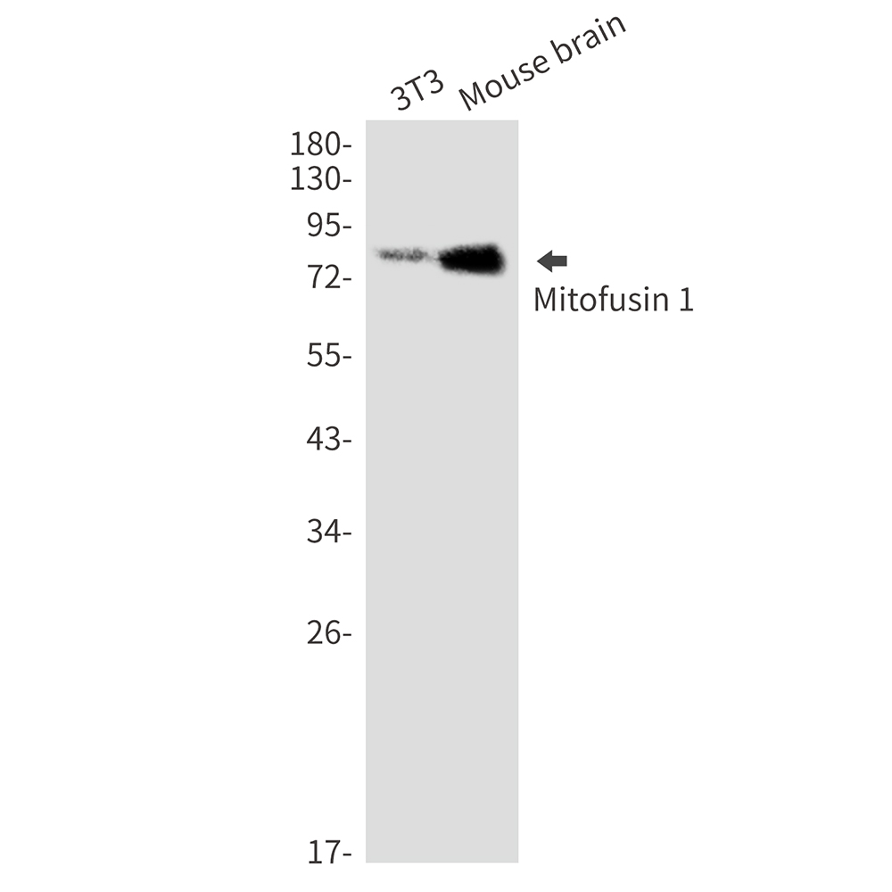 Rabbit monoclonal antibody