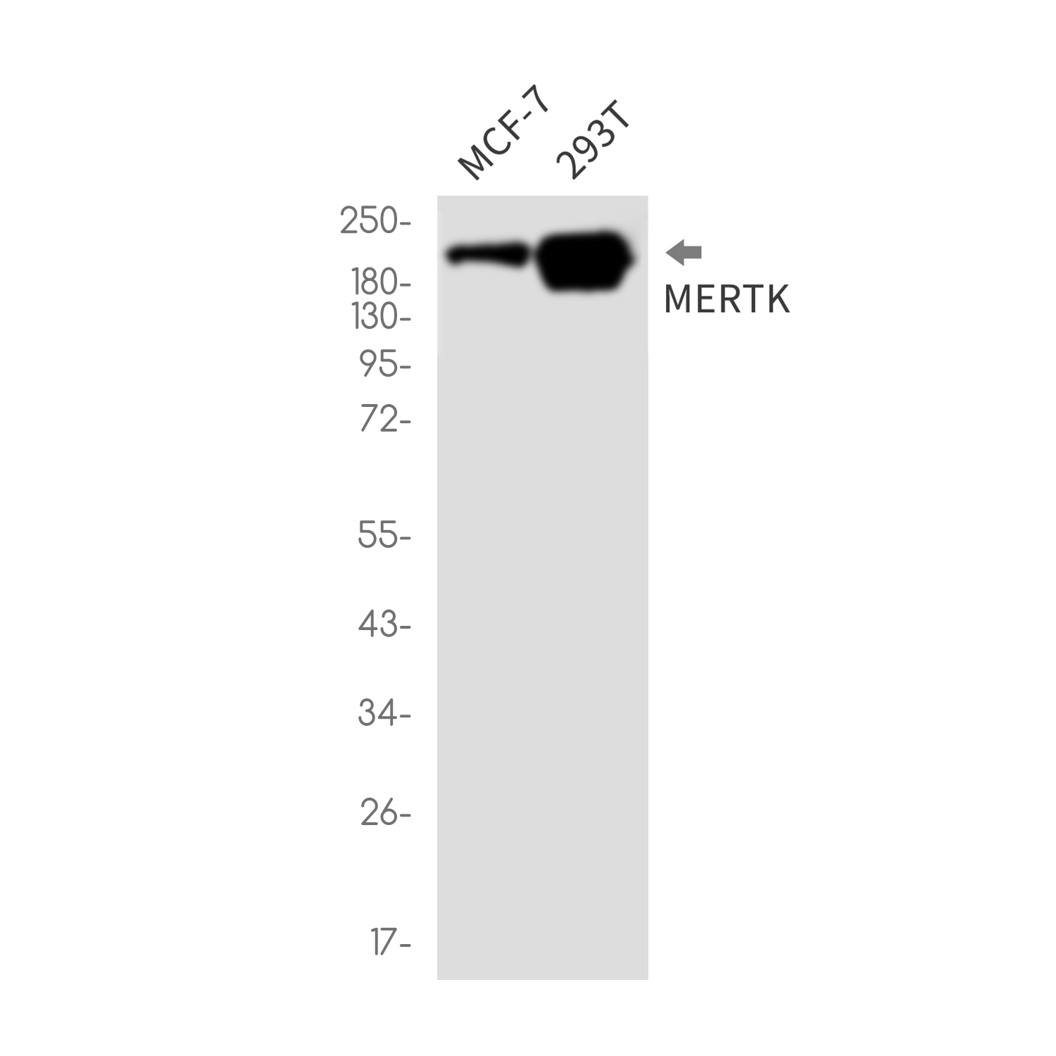 Rabbit monoclonal antibody