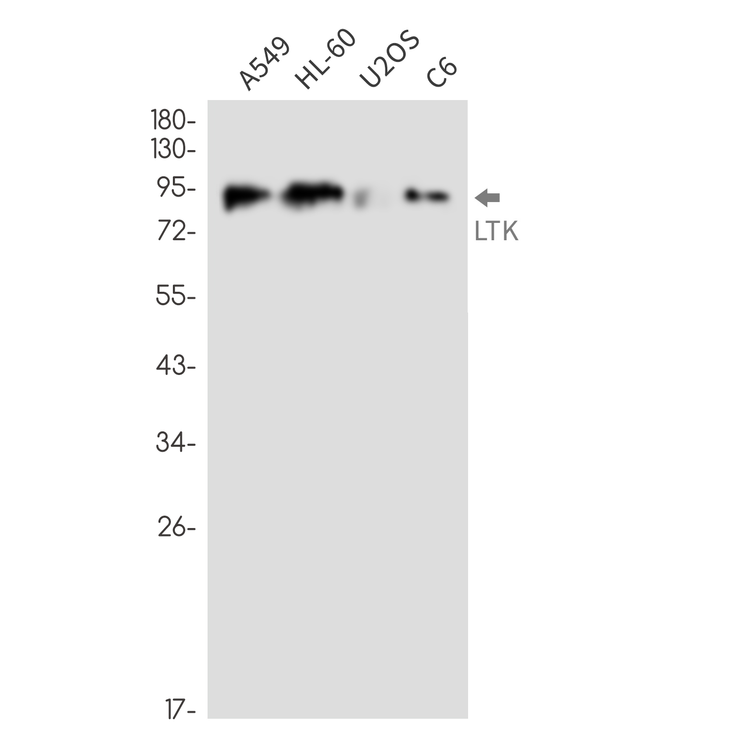 Rabbit monoclonal antibody
