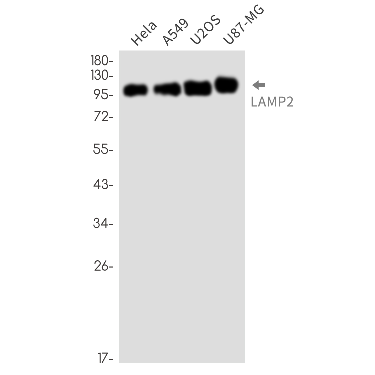 Rabbit monoclonal antibody