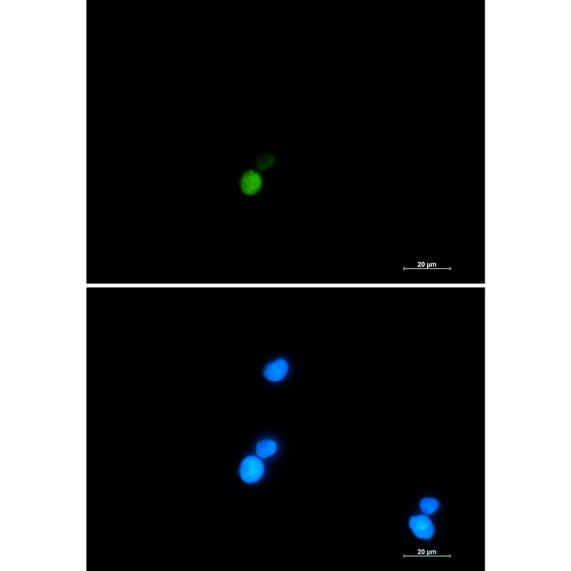 Rabbit monoclonal antibody