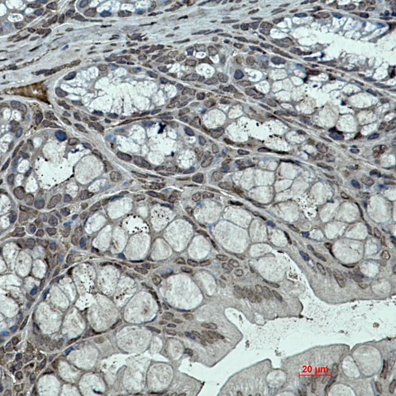 Rabbit monoclonal antibody