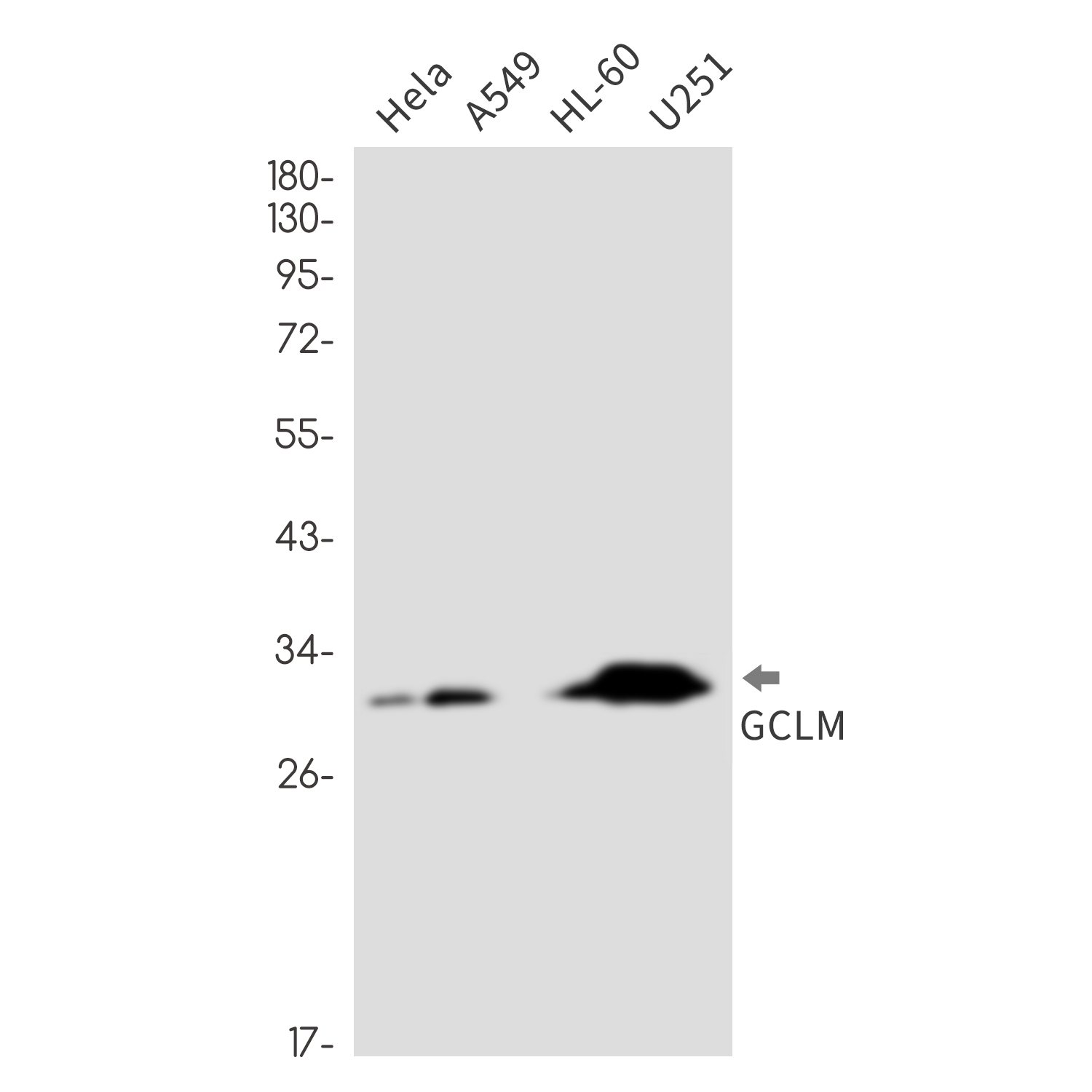 Rabbit monoclonal antibody