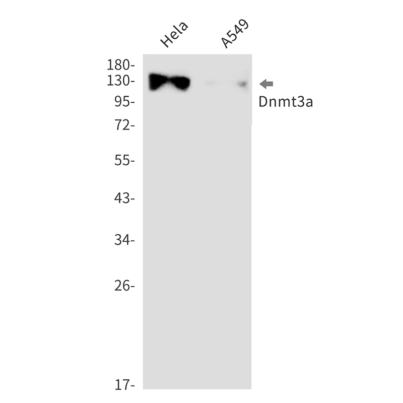 Rabbit monoclonal antibody
