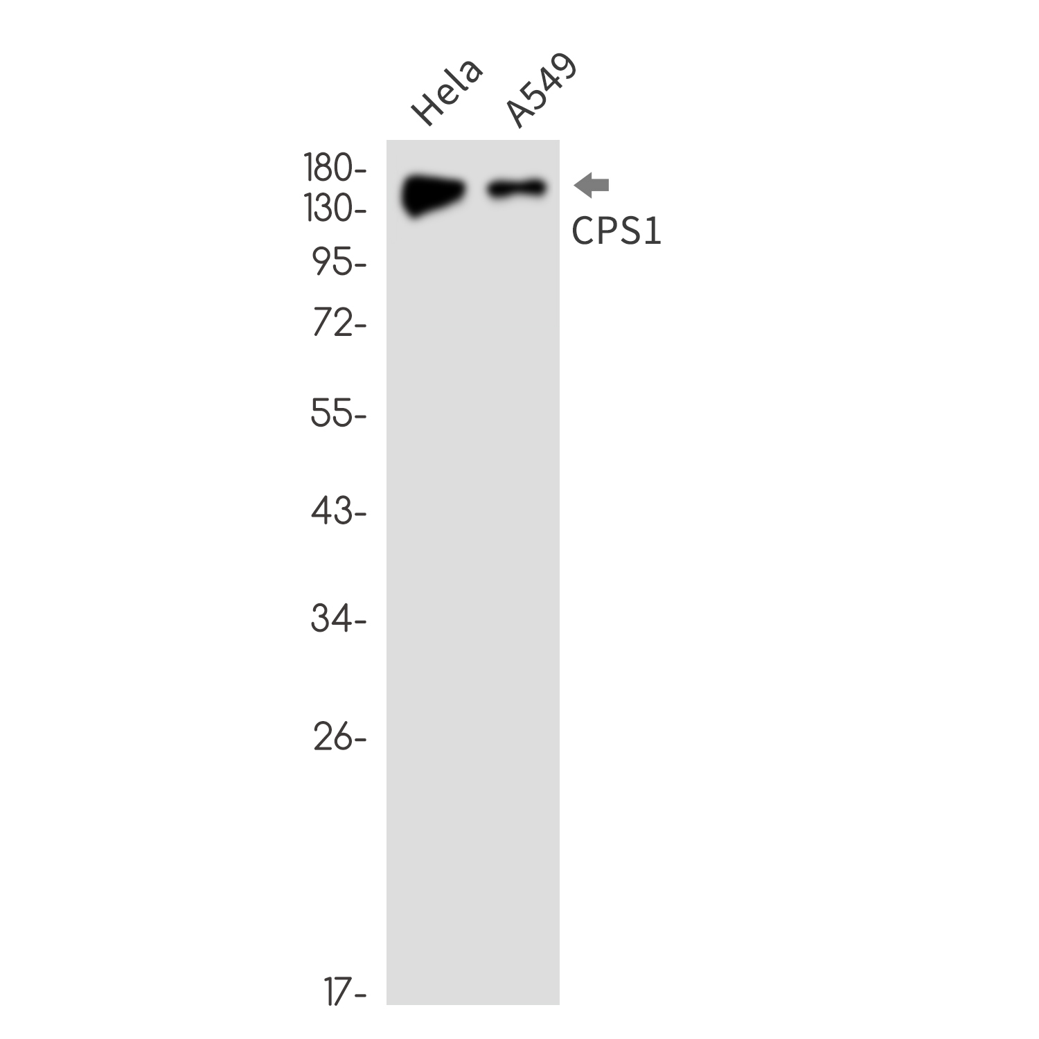 Rabbit monoclonal antibody