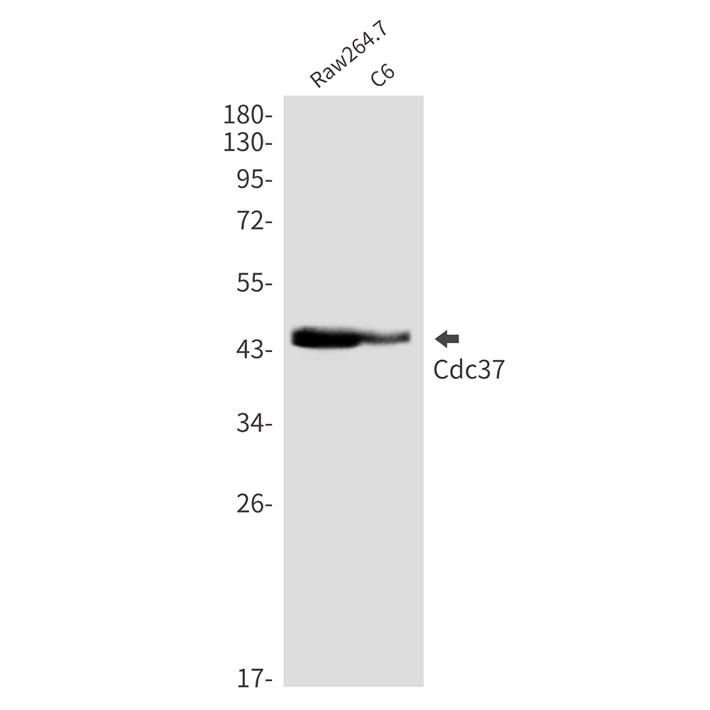 Rabbit monoclonal antibody