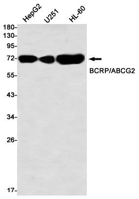 Rabbit monoclonal antibody