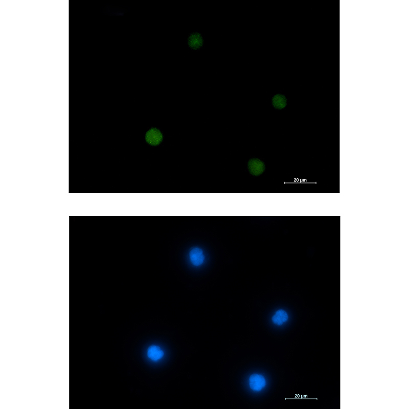 Rabbit monoclonal antibody