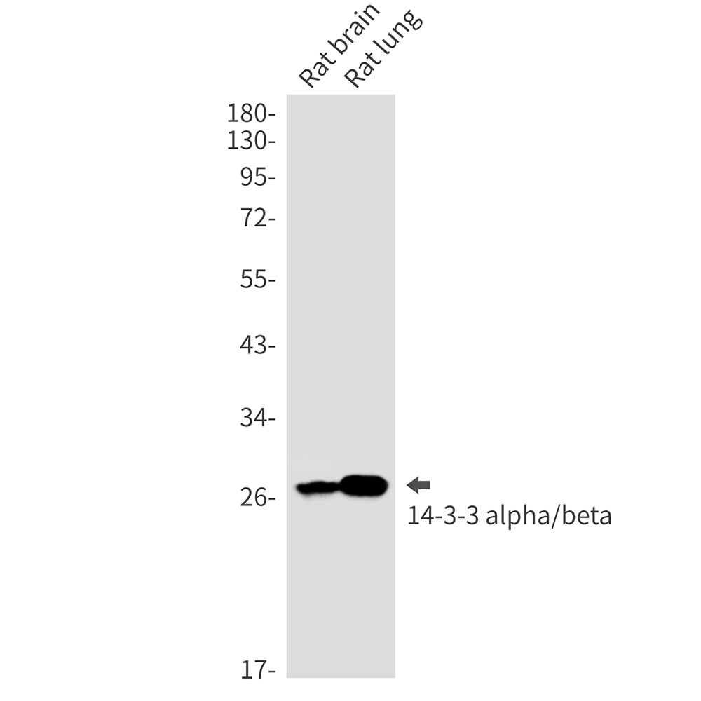 Rabbit monoclonal antibody