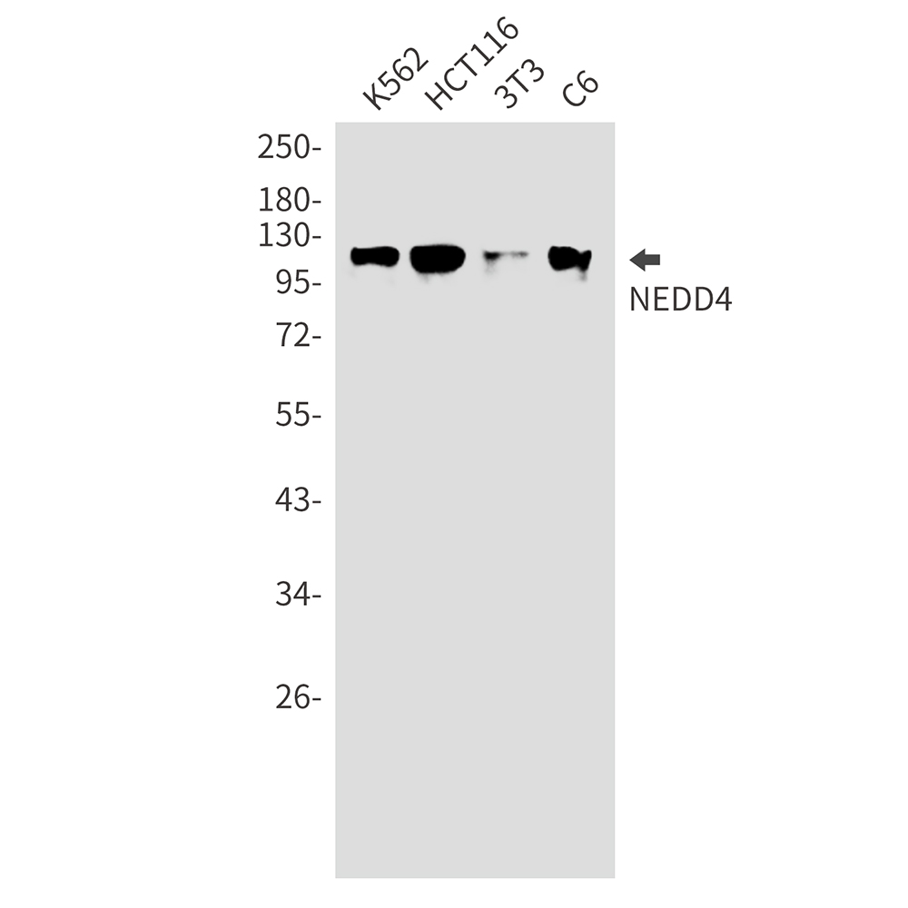 Rabbit monoclonal antibody