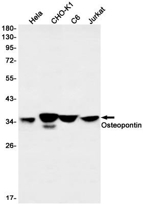 Rabbit monoclonal antibody