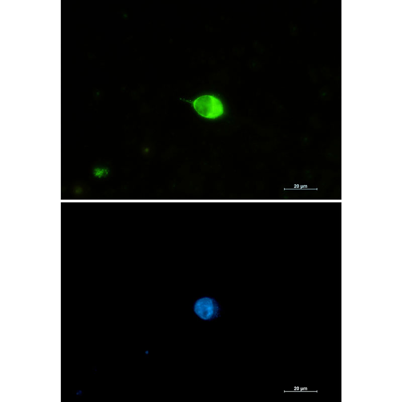 Rabbit monoclonal antibody