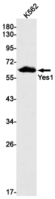 Rabbit monoclonal antibody