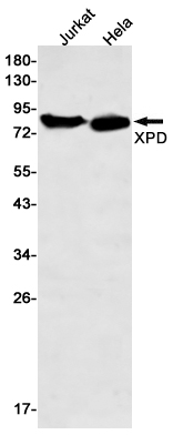 Rabbit monoclonal antibody