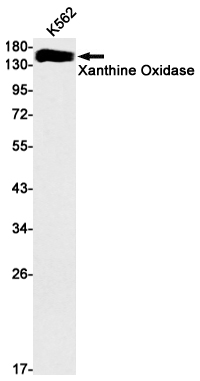Rabbit monoclonal antibody