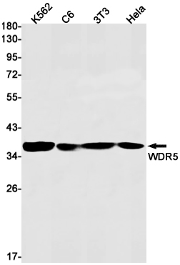 Rabbit monoclonal antibody