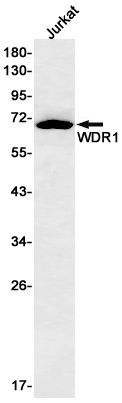 Rabbit monoclonal antibody