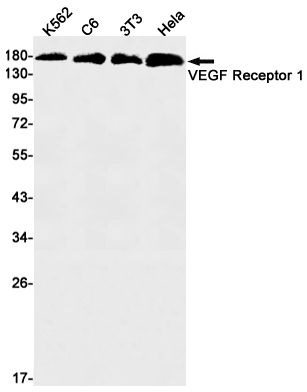Rabbit monoclonal antibody