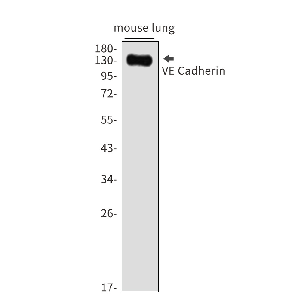 Rabbit monoclonal antibody