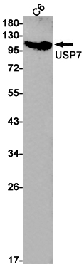Rabbit monoclonal antibody