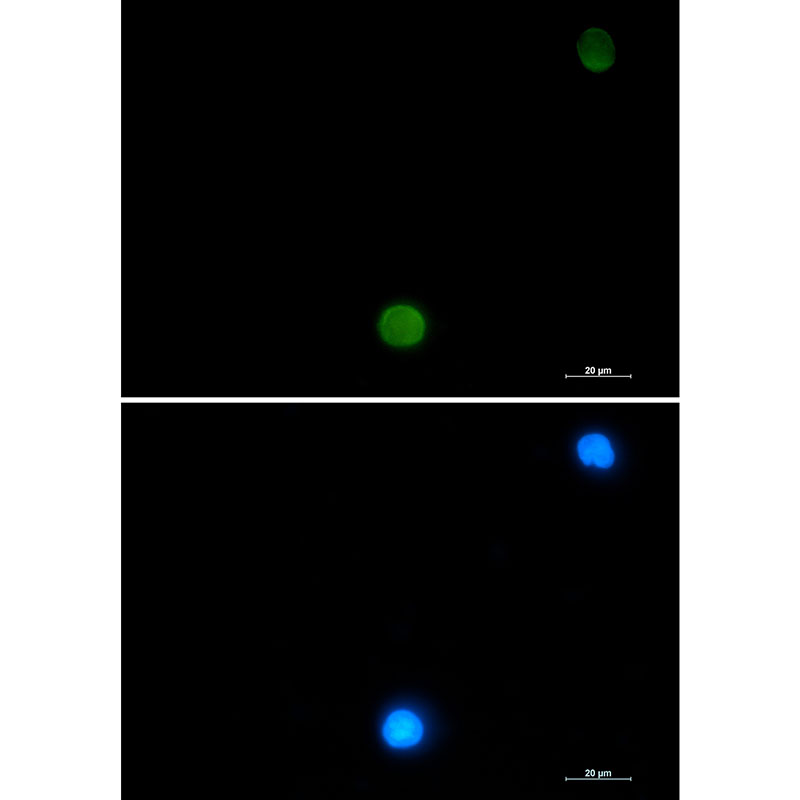 Rabbit monoclonal antibody
