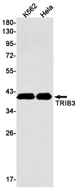 Rabbit monoclonal antibody