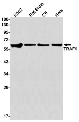 Rabbit monoclonal antibody