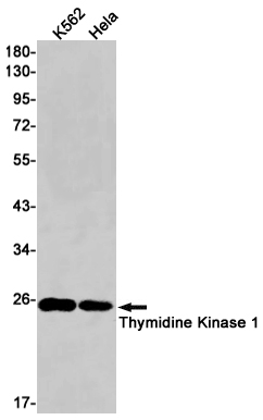 Rabbit monoclonal antibody